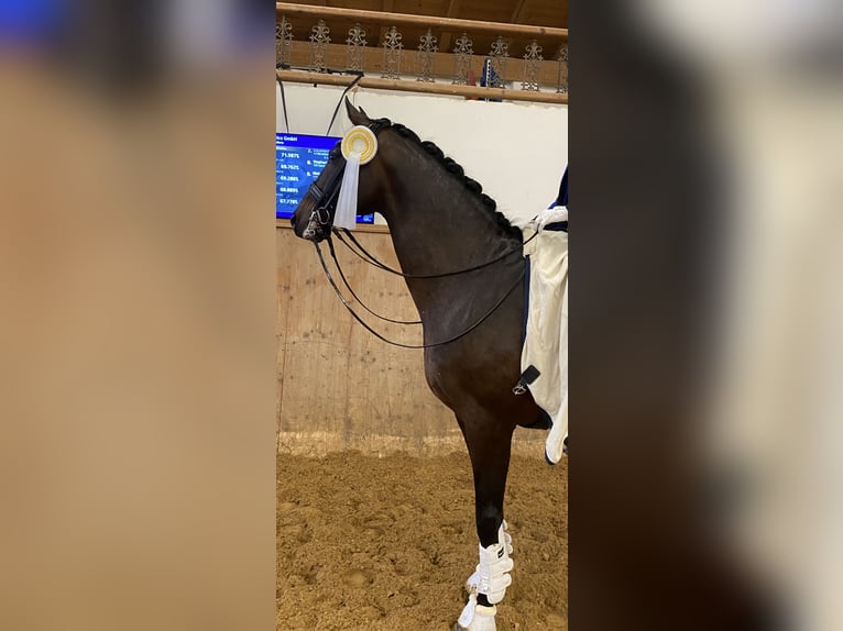 KWPN Wallach 10 Jahre 172 cm Dunkelbrauner in Burggen