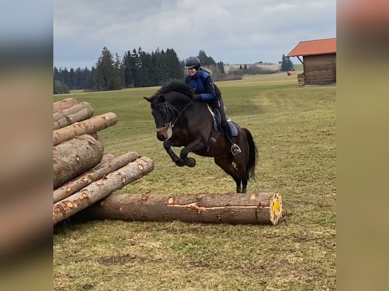 KWPN Wallach 10 Jahre 172 cm Dunkelbrauner in Burggen