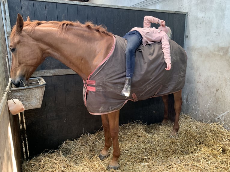 KWPN Wallach 10 Jahre 172 cm Dunkelfuchs in Otterlo
