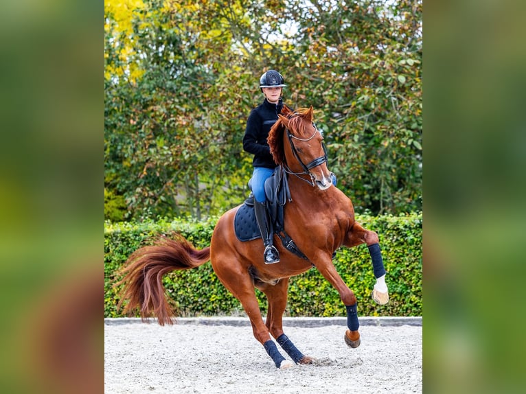 KWPN Wallach 10 Jahre 172 cm Fuchs in Ammerzoden