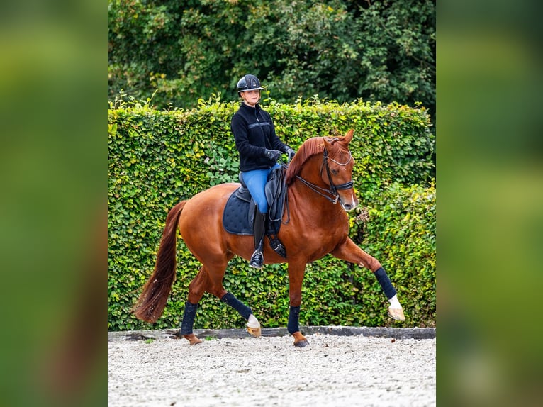 KWPN Wallach 10 Jahre 172 cm Fuchs in Ammerzoden