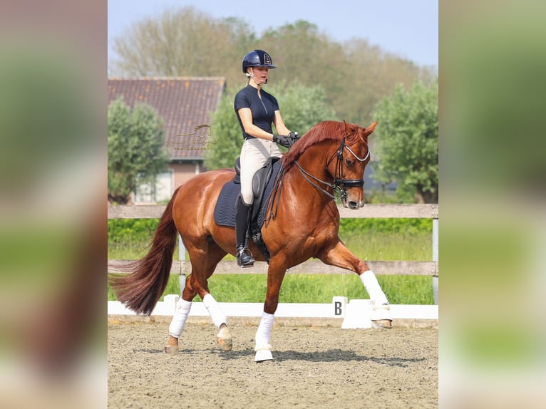 KWPN Wallach 10 Jahre 172 cm Fuchs in Ammerzoden