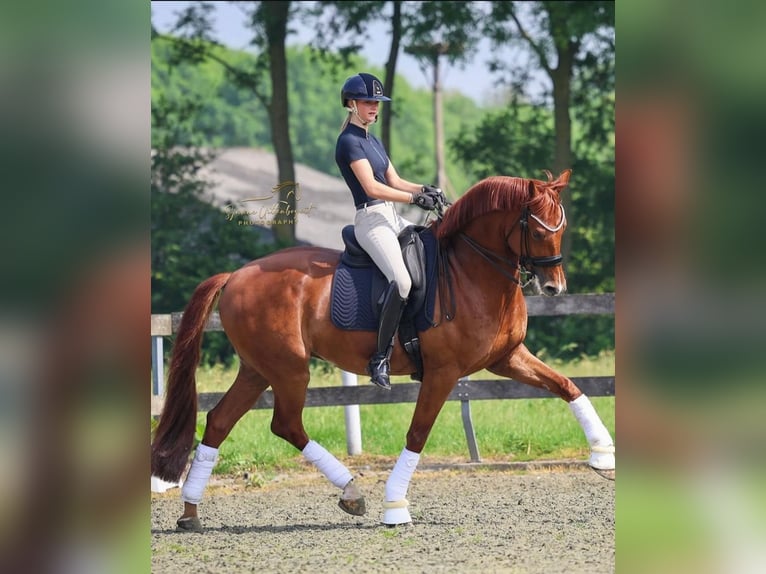 KWPN Wallach 10 Jahre 172 cm Fuchs in Ammerzoden