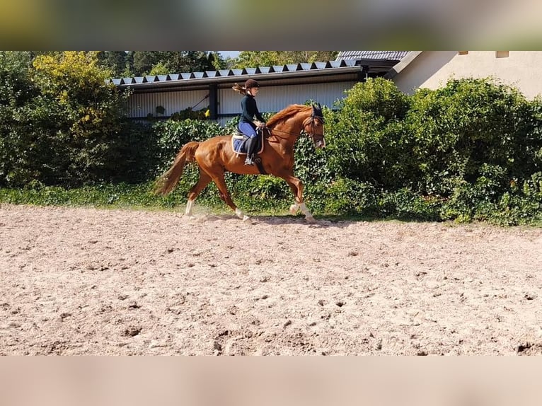 KWPN Wallach 10 Jahre 172 cm Fuchs in Sonnefeld