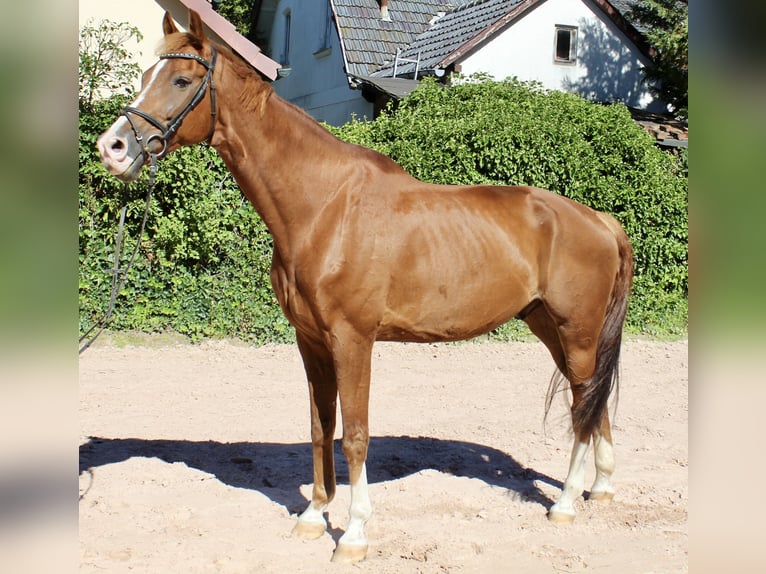 KWPN Wallach 10 Jahre 172 cm Fuchs in Sonnefeld