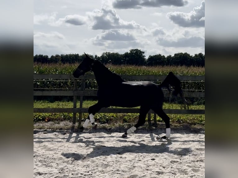 KWPN Wallach 10 Jahre 172 cm Rappe in Barneveld KWPN Wallach 10 Jahre 172 cm Rappe in Barneveld