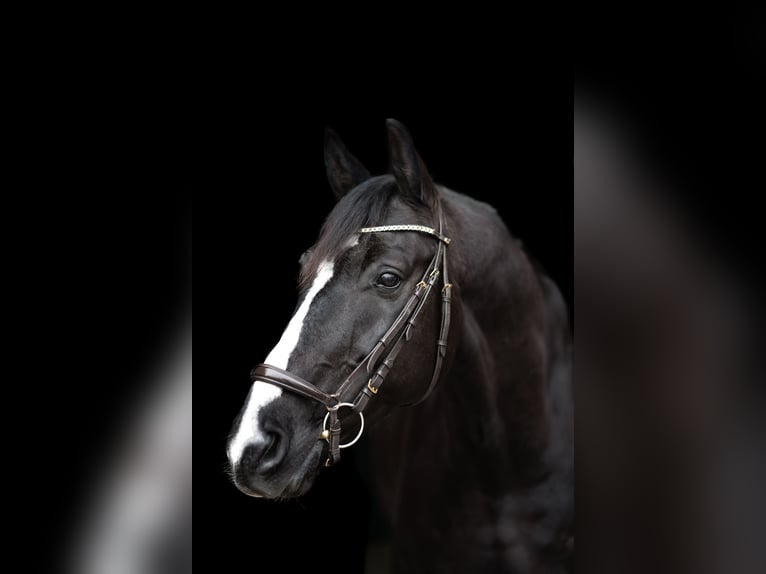 KWPN Wallach 10 Jahre 172 cm Rappe in Lechbruck