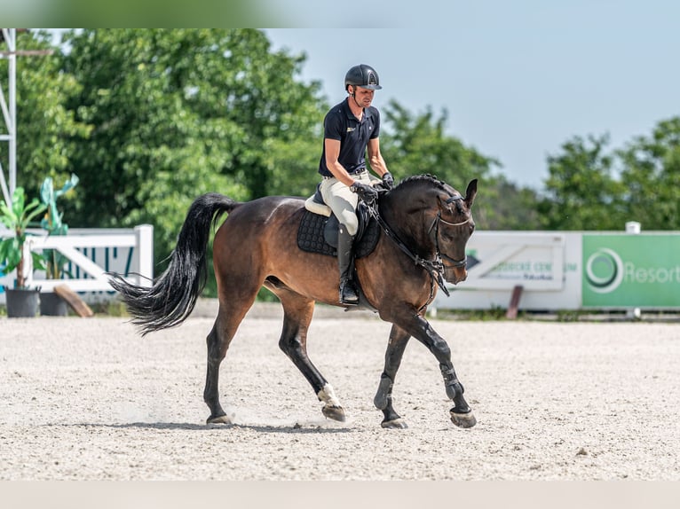 KWPN Wallach 10 Jahre 172 cm Rotbrauner in zduchovice