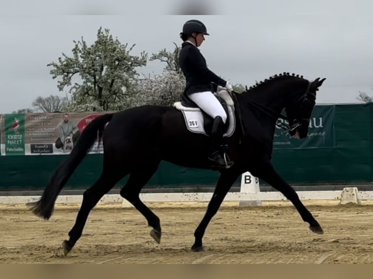 KWPN Wallach 10 Jahre 172 cm Schwarzbrauner in Schönwalde