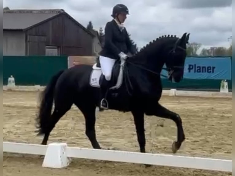 KWPN Wallach 10 Jahre 172 cm Schwarzbrauner in Schönwalde
