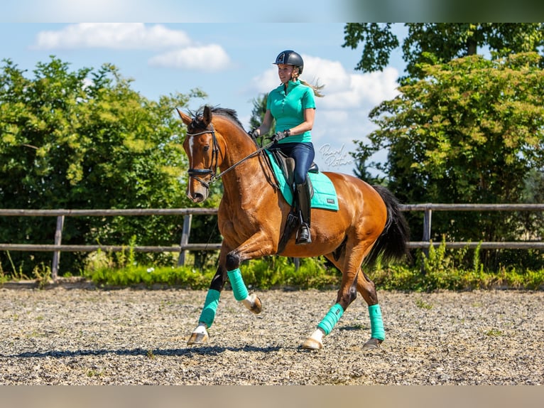 KWPN Wallach 10 Jahre 173 cm Brauner in Uden