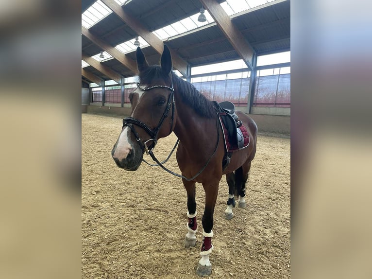 KWPN Wallach 10 Jahre 173 cm Brauner in Boulaide