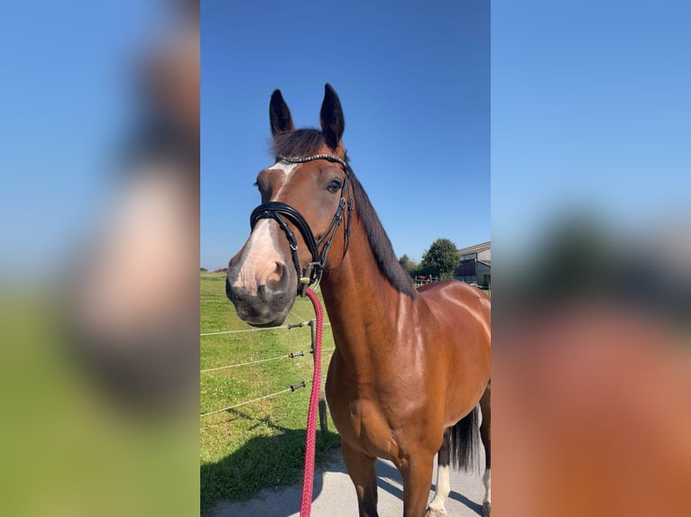 KWPN Wallach 10 Jahre 173 cm Brauner in Boulaide