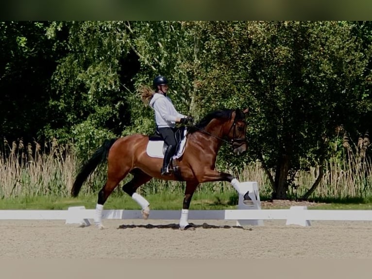KWPN Wallach 10 Jahre 173 cm Dunkelbrauner in Bree