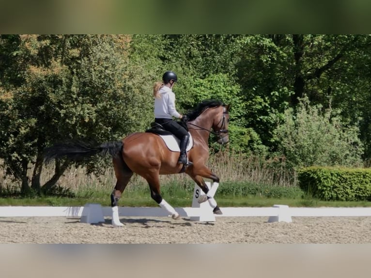 KWPN Wallach 10 Jahre 173 cm Dunkelbrauner in Bree
