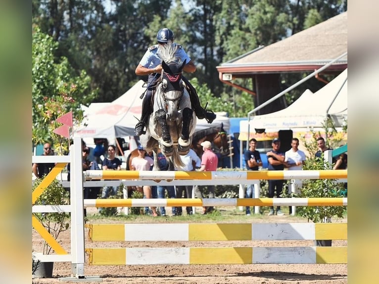 KWPN Wallach 10 Jahre 173 cm Schimmel in Segrate