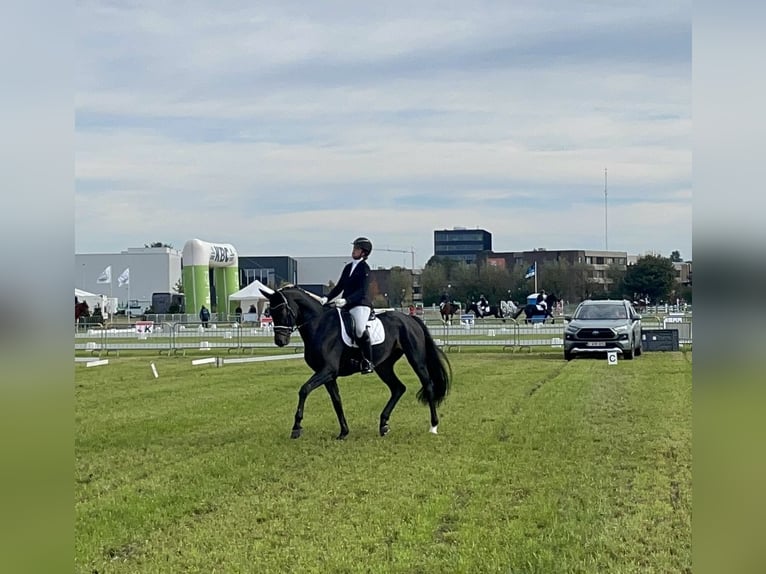 KWPN Wallach 10 Jahre 174 cm Dunkelbrauner in Minderhout