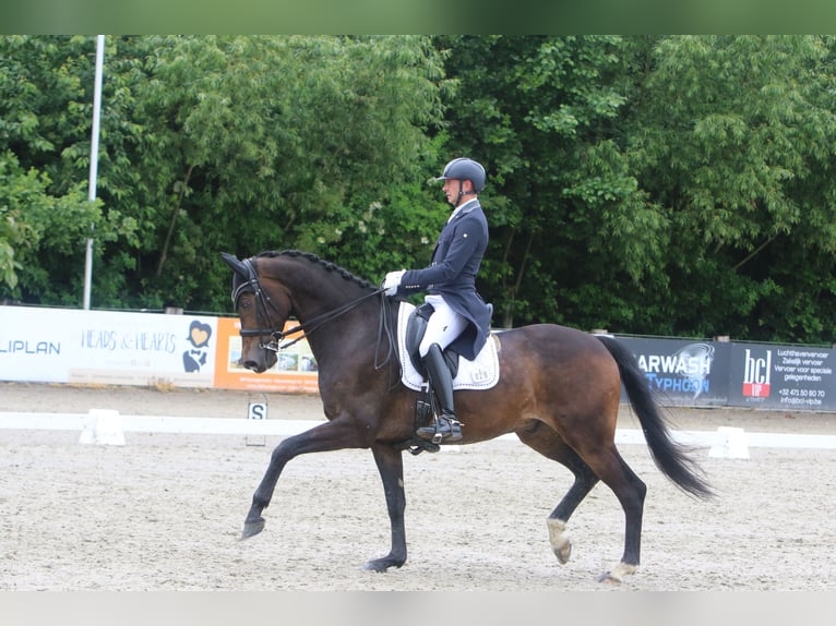 KWPN Wallach 10 Jahre 174 cm Dunkelbrauner in Moerbeke-Waas