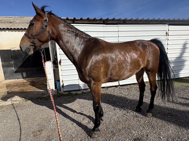 KWPN Wallach 10 Jahre 174 cm Hellbrauner in Zaragoza