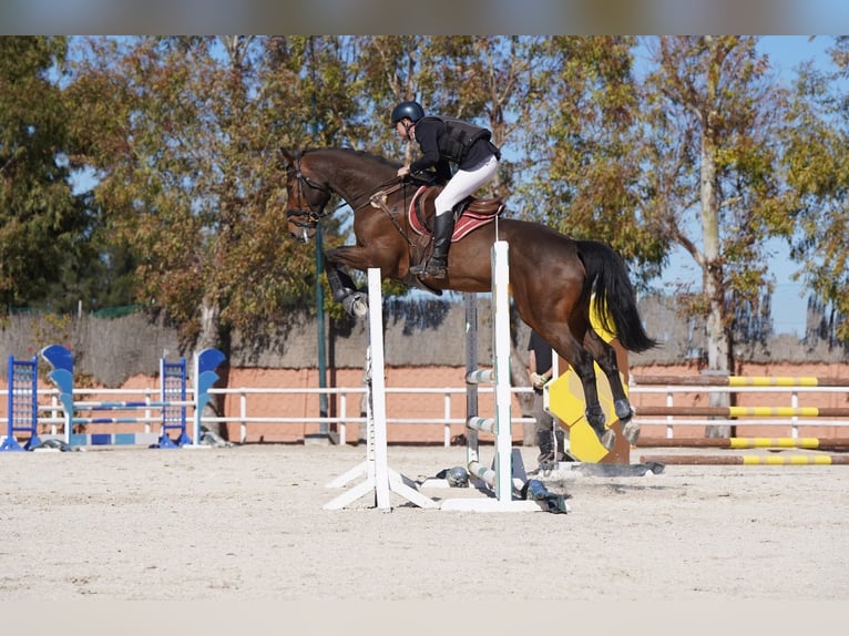 KWPN Wallach 10 Jahre 175 cm Brauner in El Catllar