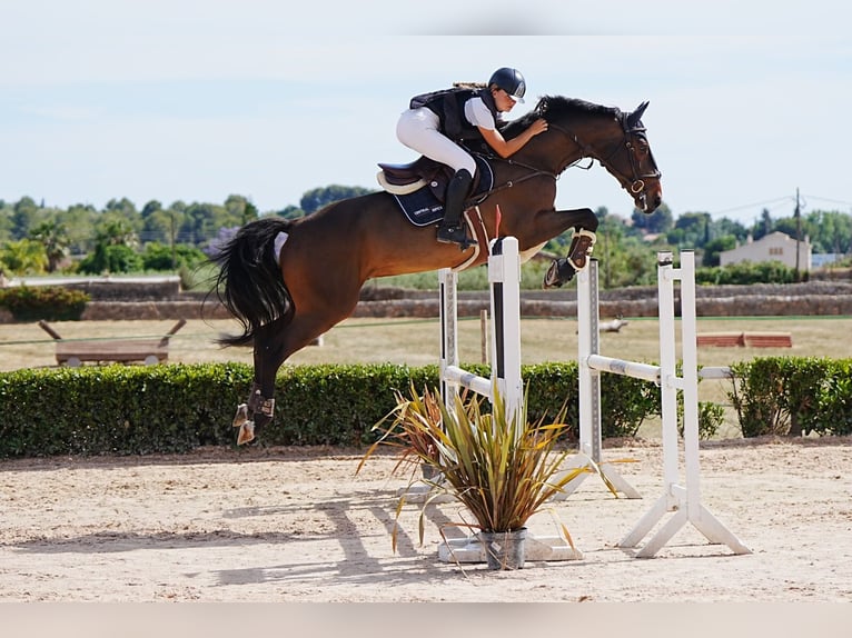 KWPN Wallach 10 Jahre 175 cm Dunkelfuchs in Torredembarra