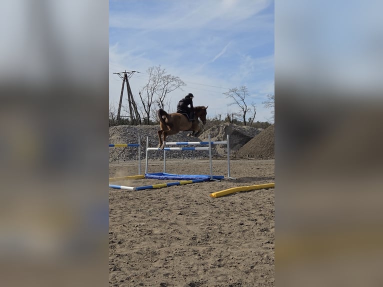 KWPN Wallach 10 Jahre 175 cm Fuchs in Wysogotowo