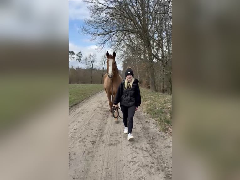 KWPN Wallach 10 Jahre 175 cm Fuchs in Wysogotowo