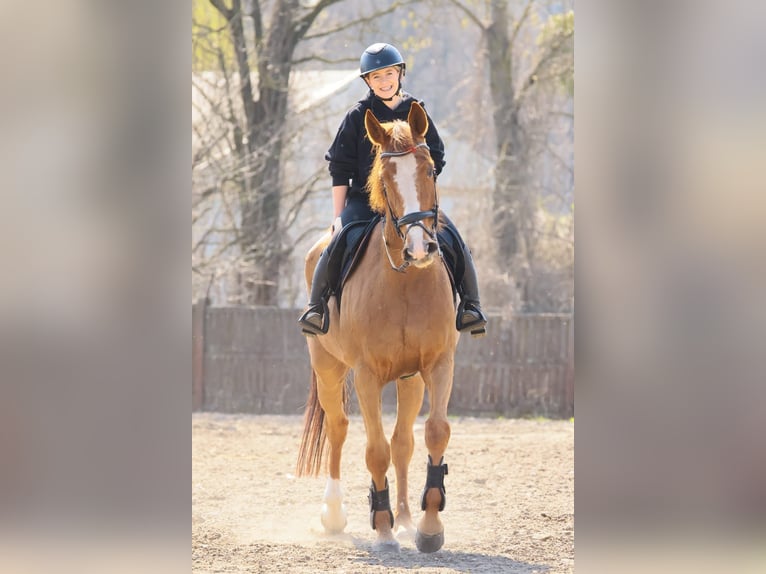 KWPN Wallach 10 Jahre 175 cm Fuchs in Wysogotowo