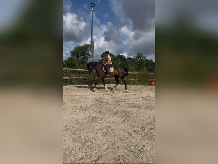 KWPN Wallach 10 Jahre 175 cm Rappe in Gamaches