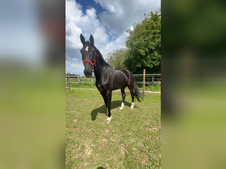 KWPN Wallach 10 Jahre 175 cm Rappe in Gamaches
