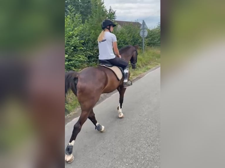 KWPN Wallach 10 Jahre 175 cm Rappe in Gamaches