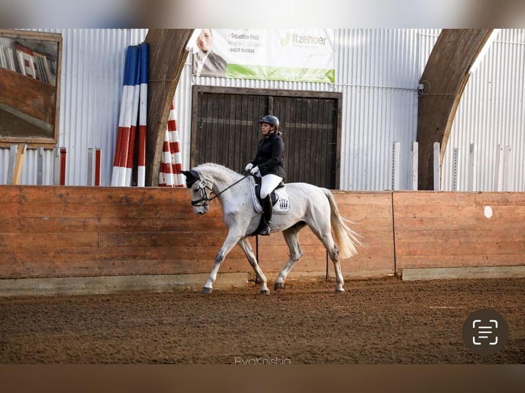KWPN Wallach 10 Jahre 175 cm Schimmel in Garding