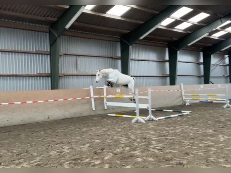 KWPN Wallach 10 Jahre 175 cm Schimmel in Garding