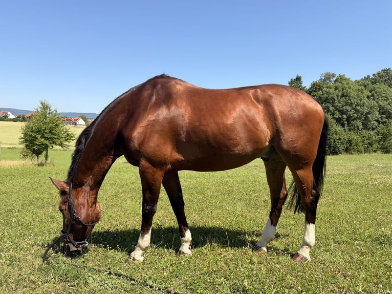 KWPN Wallach 10 Jahre 176 cm Dunkelbrauner in Frankfurt am Main