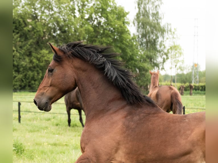 KWPN Wallach 10 Jahre 178 cm Brauner in Veenendaal