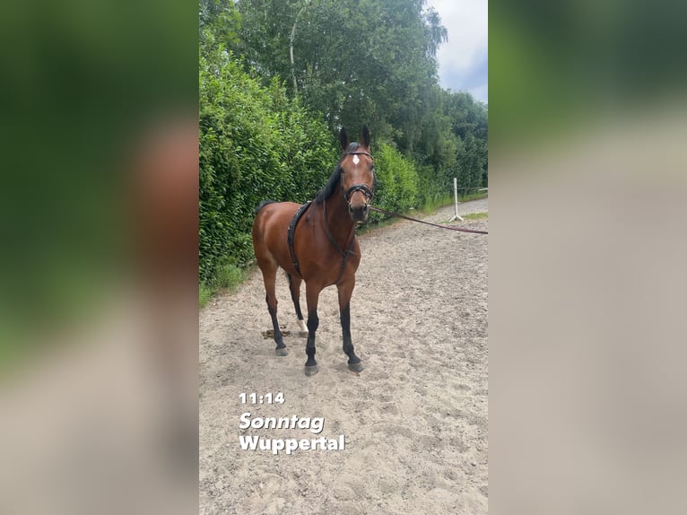 KWPN Wallach 10 Jahre 178 cm Brauner in Wuppertal