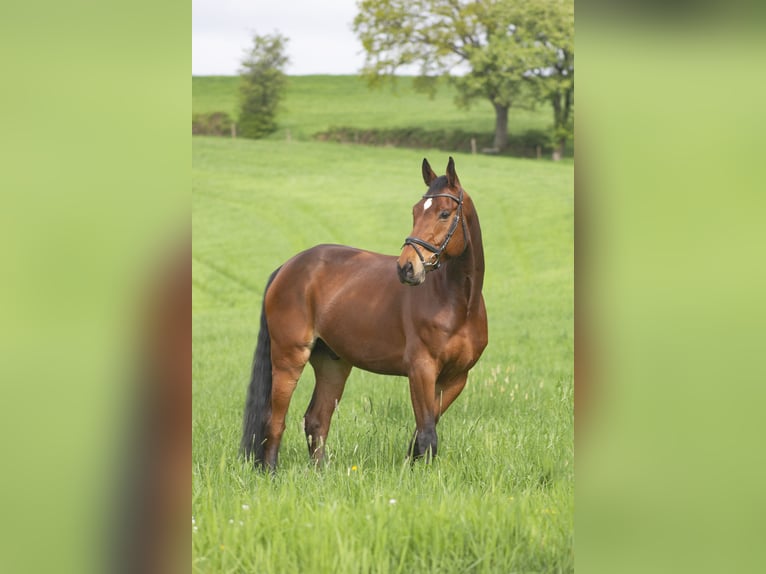 KWPN Wallach 10 Jahre 178 cm Brauner in Wuppertal
