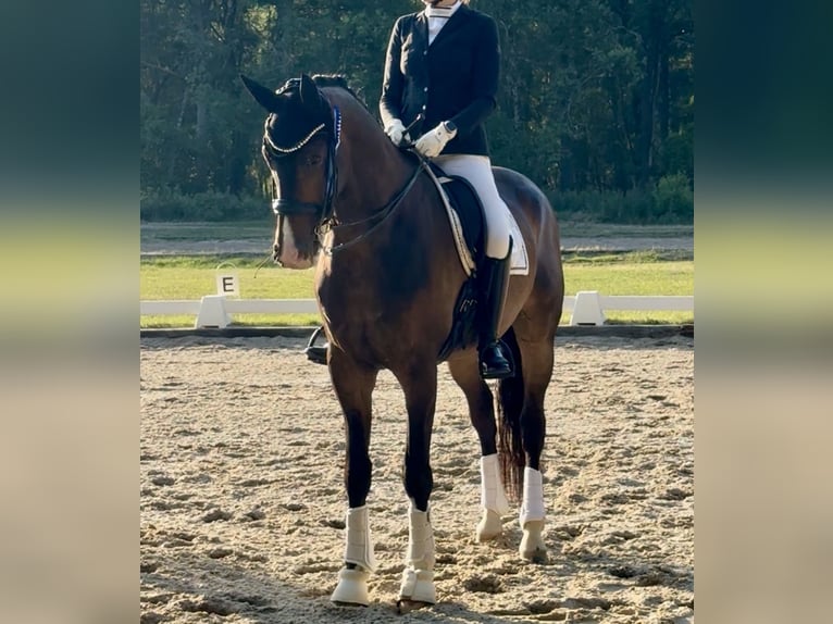 KWPN Wallach 10 Jahre 178 cm  in Elsterheide