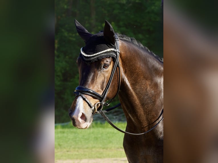KWPN Wallach 10 Jahre 178 cm  in Elsterheide