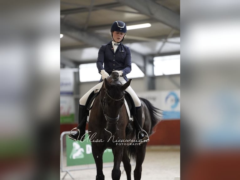 KWPN Wallach 10 Jahre 178 cm Schwarzbrauner in Enschede