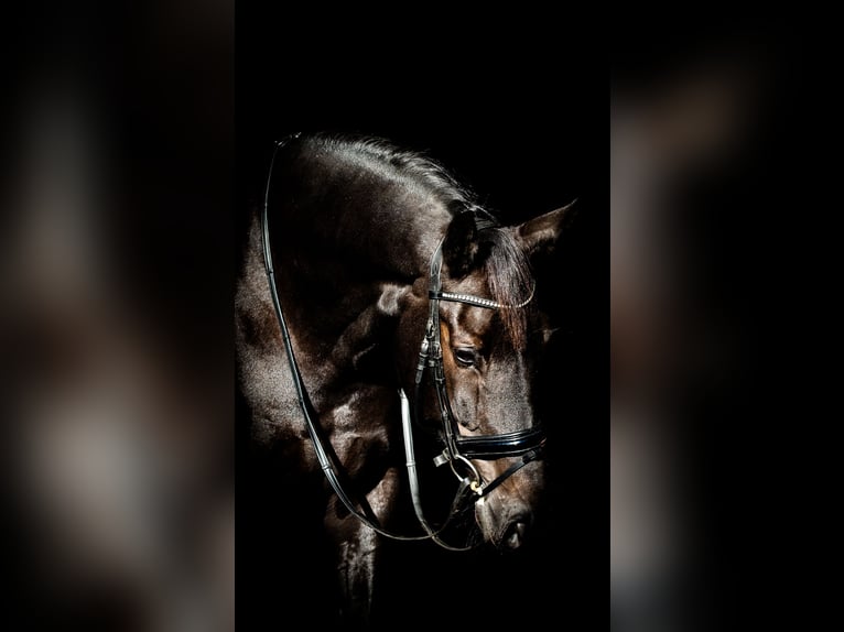 KWPN Wallach 10 Jahre 178 cm Schwarzbrauner in Enschede