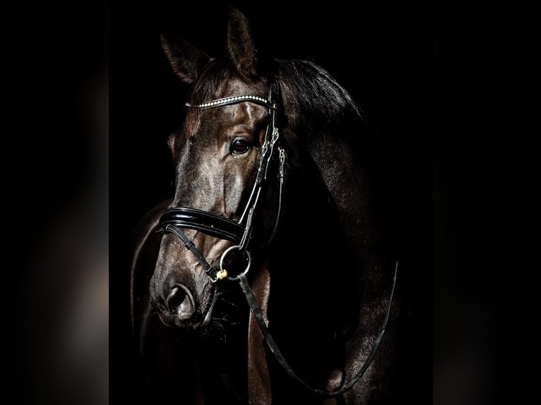 KWPN Wallach 10 Jahre 178 cm Schwarzbrauner in Enschede