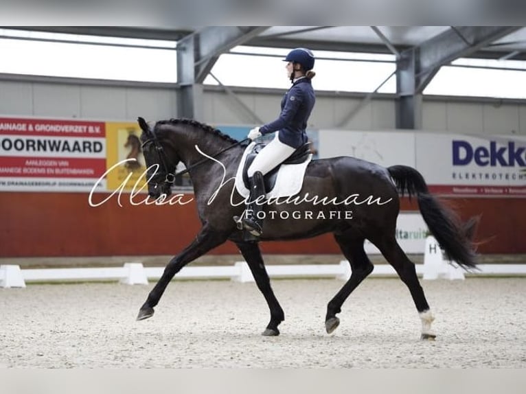 KWPN Wallach 10 Jahre 178 cm Schwarzbrauner in Enschede