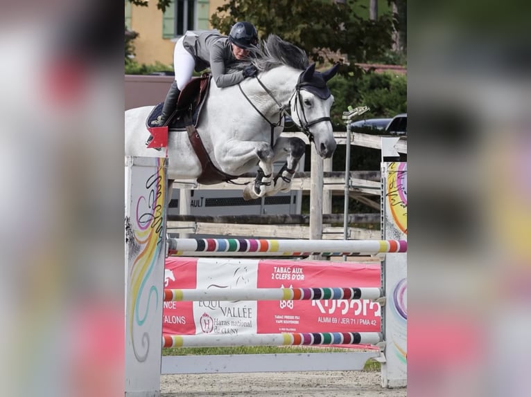 KWPN Wallach 10 Jahre 179 cm Schimmel in Béligneux