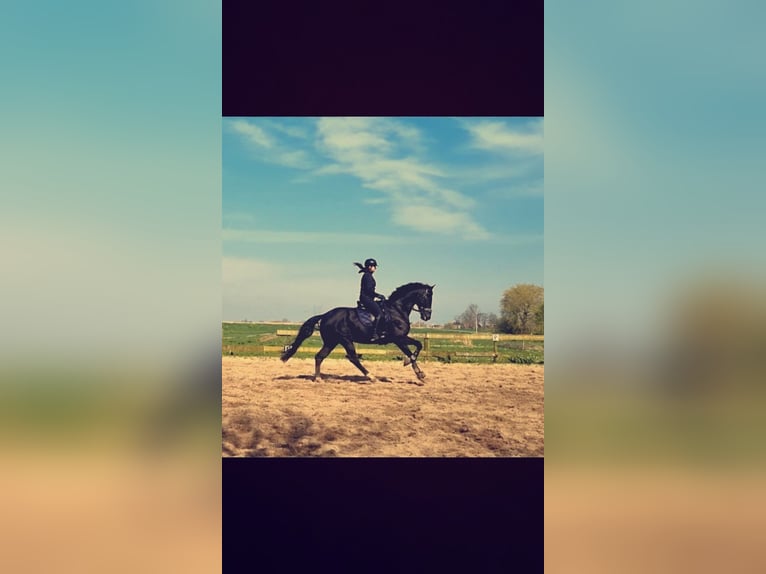 KWPN Wallach 10 Jahre 180 cm Rappe in Stompetoren