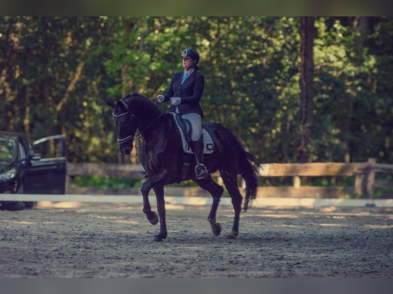 KWPN Wallach 10 Jahre 180 cm Rappe in Stompetoren