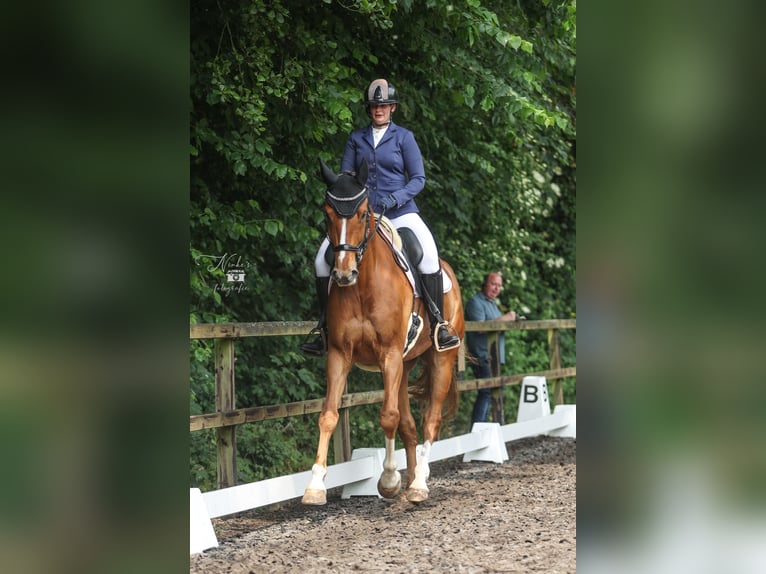 KWPN Wallach 10 Jahre 181 cm Fuchs in Anna Paulowna