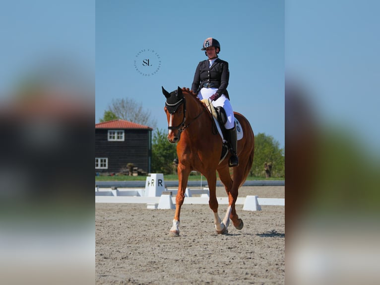 KWPN Wallach 10 Jahre 181 cm Fuchs in Anna Paulowna