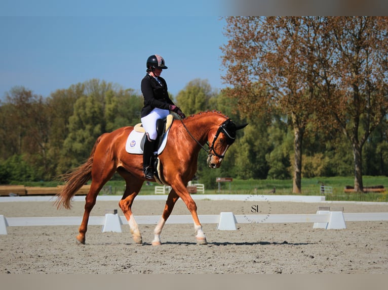 KWPN Wallach 10 Jahre 181 cm Fuchs in Anna Paulowna