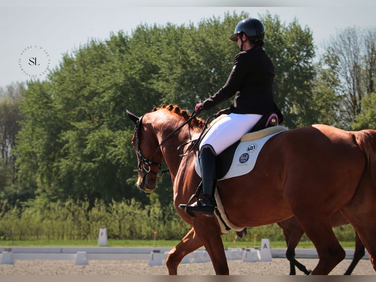 KWPN Wallach 10 Jahre 181 cm Fuchs in Anna Paulowna